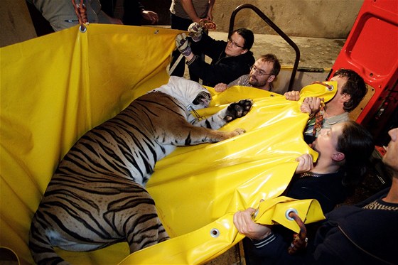 Takto pracovníci praské zoo evakuovali pavilon velkých kokovitých elem.