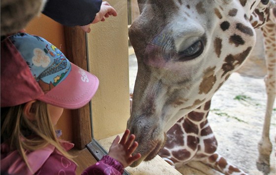 Slavnostní otevení irafince v jihlavské zoologické zahrad.