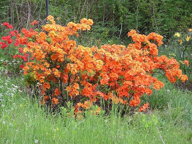 Fytoftorová hniloba ničí keře. Poznejte Phytophthoru dřív, než bude pozdě