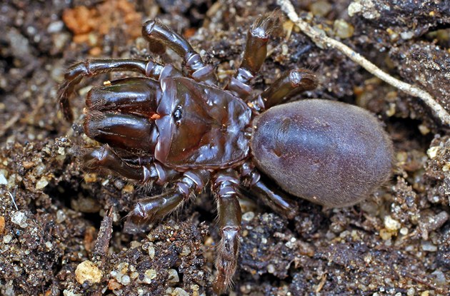 Sametka Ruda Fotogalerie: Roztoč sametka rudá (Trombidium holosericem). Její larvy ...
