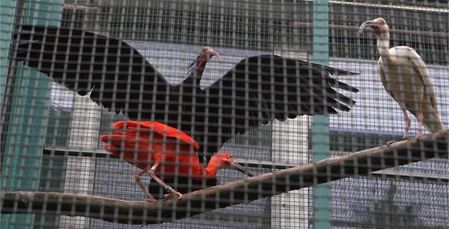 Pražská zoo eviduje nákazu ptačí chřipkou v izolaci, celkem už uhynulo 40 ptáků