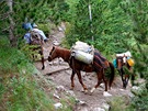 Muly dopravují na chaty zásoby. Prý vozí nahoru i turisty, za padesát eur.