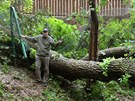 Výb�h tygr� po�kodil dub, který se vyvrátil z podmá�ené zeminy. Na snímku místo
