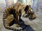 Tygr z praské zoo