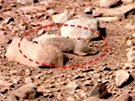 Marsovská krysa v detailu