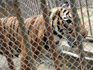 Samice tygra malajského z praské zoo nala úkryt v zázemí zoo brnnské.
