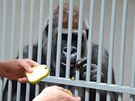 Gorily si bhem krmení berou kousky ovoce od chovatel pímo z ruky. Dostávají...