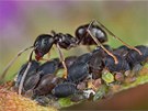 Mravenec druhu Formica fusca hld kolonii mic. Tito mravenci ij se micemi...