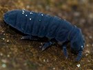 Ná nejvtí chvostoskok larvnka obrovská (Tetradontophora bielanensis) je