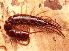 Stonoka kvorová (Lithobius forficatus) je jedna z naich nejvtích druh