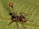 "Mravení výtrusnice" houby Ophiocordyceps unilateralis z mravence druhu