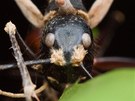 Mravenec Camponotus gigas napadený houbou Ophiocordyceps