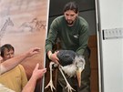 Zoolog Jií Hrubý vynáí odrostlé mlád ápa marabu, bylo v Praze s adoptivními