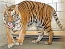 Samice tygra sumaterského ze zatopené praské zoologické zahrady je nyní...