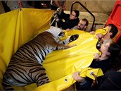 Takto pracovníci pražské zoo evakuovali pavilon velkých kočkovitých šelem.