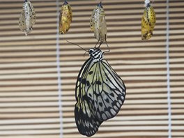 Tropický motýl v arboretu Nový Dvůr na Opavsku.