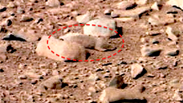 Marsovská krysa v detailu