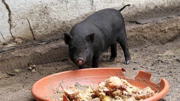 Nejvt atrakc v miniaturn zoo v brnnskm Tyrov sadu jsou vietnamsk prastka.