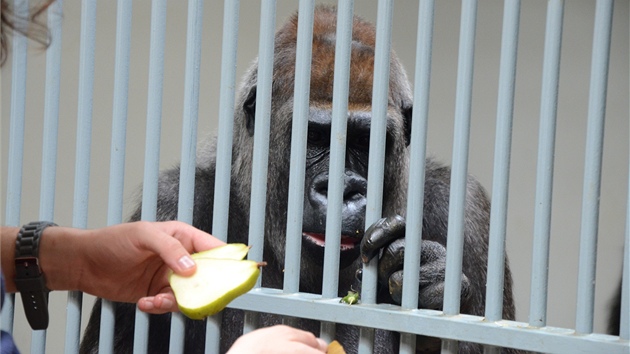 Gorily si bhem krmen berou kousky ovoce od chovatel pmo z ruky. Dostvaj i vtve na okus, kter jim chovatel v lonici povodov ve nechvali.