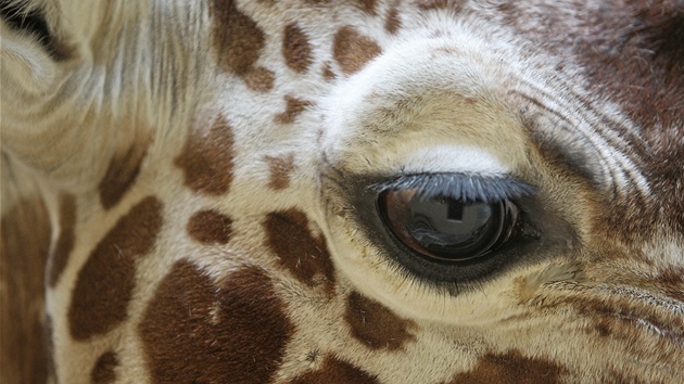 Slavnostn oteven irafince v jihlavsk zoologick zahrad.