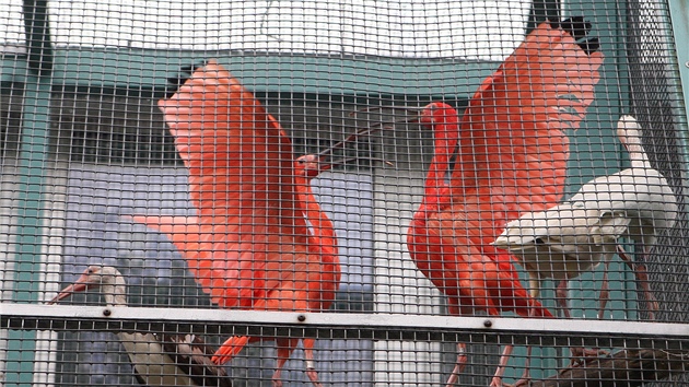 Doasn domov nali v Liberci napklad ibisov rud. 