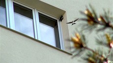 Ptáci terorizují sídli�t�
