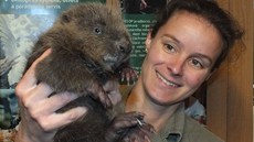 Mlád bobra rozvodnná Úhlava vypláchla z nory a bsnící proud mrouse unáel pry. Z vody ho vytáhl a vímavý rybá. Záchranái ale bobíkovi nedokázali pomoci, odmítal toti pít náhraku mateského mléka.