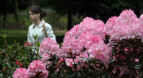 Rododendrony v Liberci vykvetly letos asi o dva týdny pozdji ne obvykle....