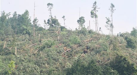 Tornádo na okraji Krnova zdevastovalo rozsáhlé lesní porosty.