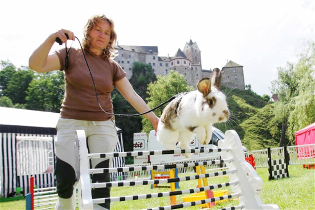 Velbloudí vrestling, závody šneků, králičí hop. Bizarní zvířecí sporty