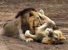 ODPOINEK NA PRAHU VYHYNUTÍ. Dvojice asijských lv odpoívá v pírodní...