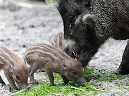 Rodince prasat visajnskch se v Ostrav da, uten se rozrst.