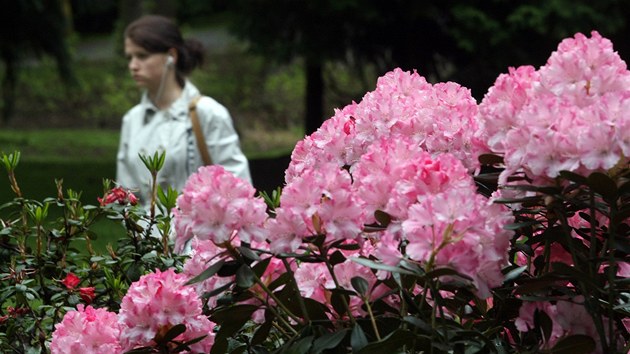 Rododendrony v Liberci vykvetly letos asi o dva tdny pozdji ne obvykle. Zabrzdilo je chladn jaro.