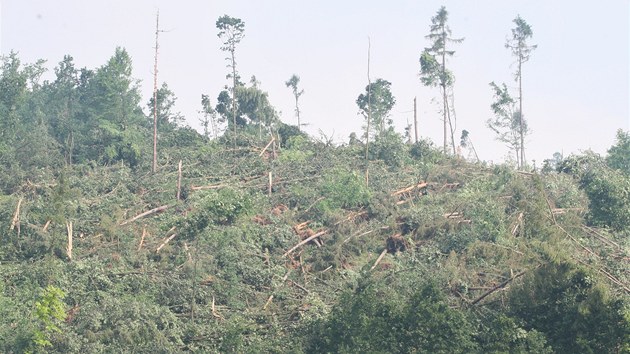 Krnov zakázal vstup do lesů zdevastovaných tornádem. Pohled na polom u místní části Ježník. (19. června 2013)