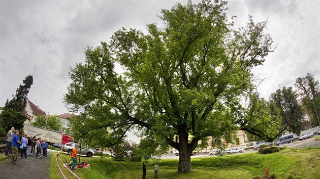 Oetení památného stromu javoru stíbrného v Klatovech.