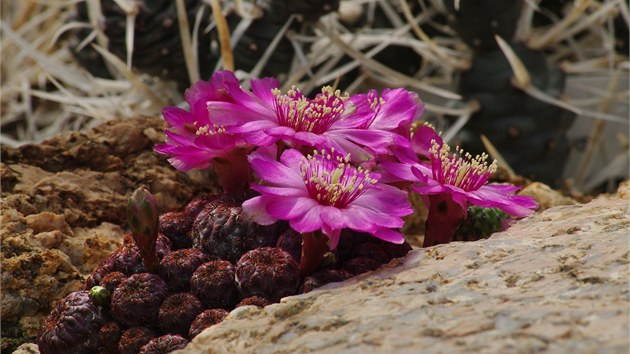 Vysokohorsk kaktus Sulcorebutia rauschii, dovoz z Bolvie