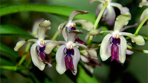 Orchidej Vanda cristata, importovna z Indie