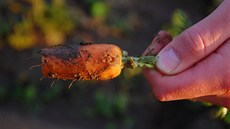 Mrkev po�kozená kroupami.