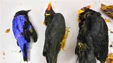 V Rakousku zadrželi český pár, který pašoval z Asie kolem 60 papoušků a rajek.