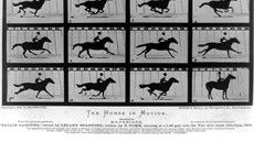 Vech 12 snímk ze slavné série prvních sekvenních fotografií z 19. ervna...