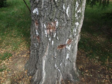 Místa poniená hebíky mají negativní vliv na celý strom, který pomalu usychá.