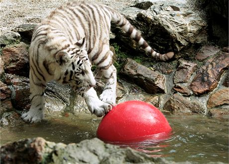  Trojata bílých tygr v liberecké zoo vyrostla. Budí respekt a oetovatelé se