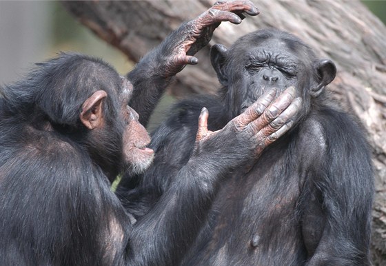 Šimpanzice Gina a Maryša, které odcestovaly z plzeňské zoo do té brněnské. Gina