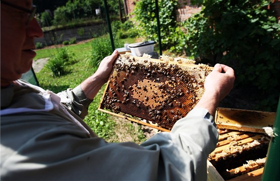 Ve Zlínském kraji se šíří včelí mor. (Ilustrační snímek)