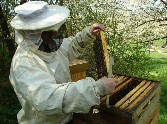 Na Toulcově dvoře v pražské Hostivaři včelaří už 15 let. Letos poprvé zřejmě...
