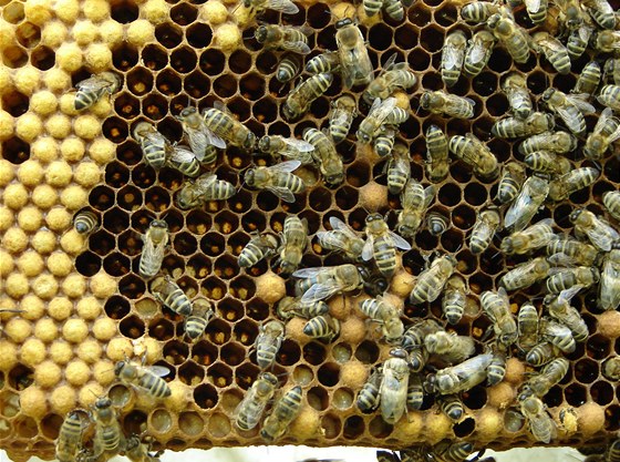 Zlodj u Sedla na Novobysticku vybral úly a odnesl si i devadesát kilogram medu (ilustraní foto),