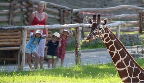 Velkým lákadlem jihlavské zoo jsou žirafy.