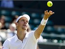 NADHOZ. eský tenista Tomá Berdych se chystá podávat ve 3. kole Wimbledonu.