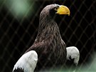 Na voliéru orl v brnnské zoo se sesula ást svahu. Ptáky museli pesthovat