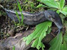 Slimák popelavý (Limax cinereoniger) je ná pvodní druh a souasn jeden z